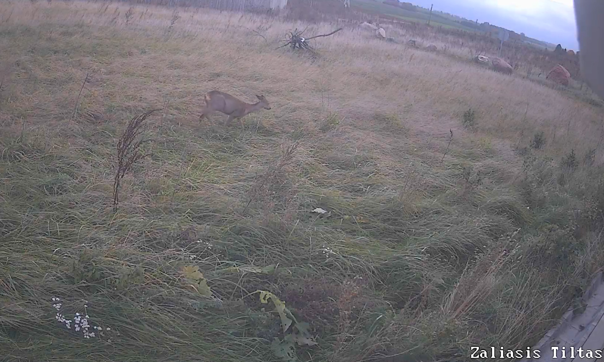 „Via Lietuva“: įsibėgėja pavasarinė gyvūnų migracija, kaip išvengti susidūrimų kelyje?